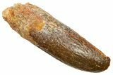 Fossil Sauropod Dinosaur (Titanosaur) Tooth - Morocco #369656-1